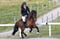 Annuncio cavallo