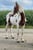 Horse ad