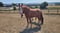 Horse ad