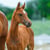 Annuncio cavallo