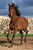 Horse ad