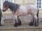 Annonce cheval