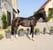 Annuncio cavallo