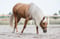 Pferdeinserat