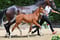 Annuncio cavallo