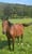 Horse ad