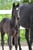 Horse ad