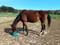 Annuncio cavallo