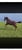 Horse ad