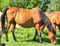 Horse ad