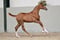 Annuncio cavallo