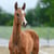 Horse ad