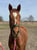 Horse ad