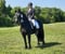 Horse ad