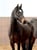 Horse ad