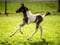 Horse ad