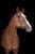 Horse ad
