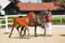 Horse ad