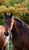 Annuncio cavallo
