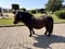 Annuncio cavallo