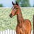 Annuncio cavallo