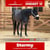 Horse ad