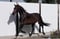 Annuncio cavallo