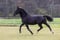 Horse ad