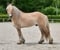 Annuncio cavallo