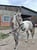 Annuncio cavallo