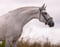 Horse ad