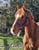 Horse ad