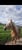 Annuncio cavallo