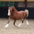 Annonce cheval