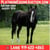 Horse ad