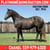 Horse ad