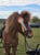 Horse ad