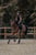 Horse ad