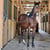 Anuncio de caballos