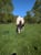 Annonce cheval