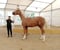 Horse ad