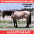 Horse ad