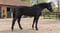 Horse ad