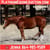 Horse ad