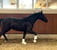 Pferdeinserat