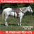 Horse ad