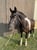 Annonce cheval