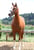 Horse ad