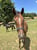 Horse ad