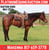 Horse ad